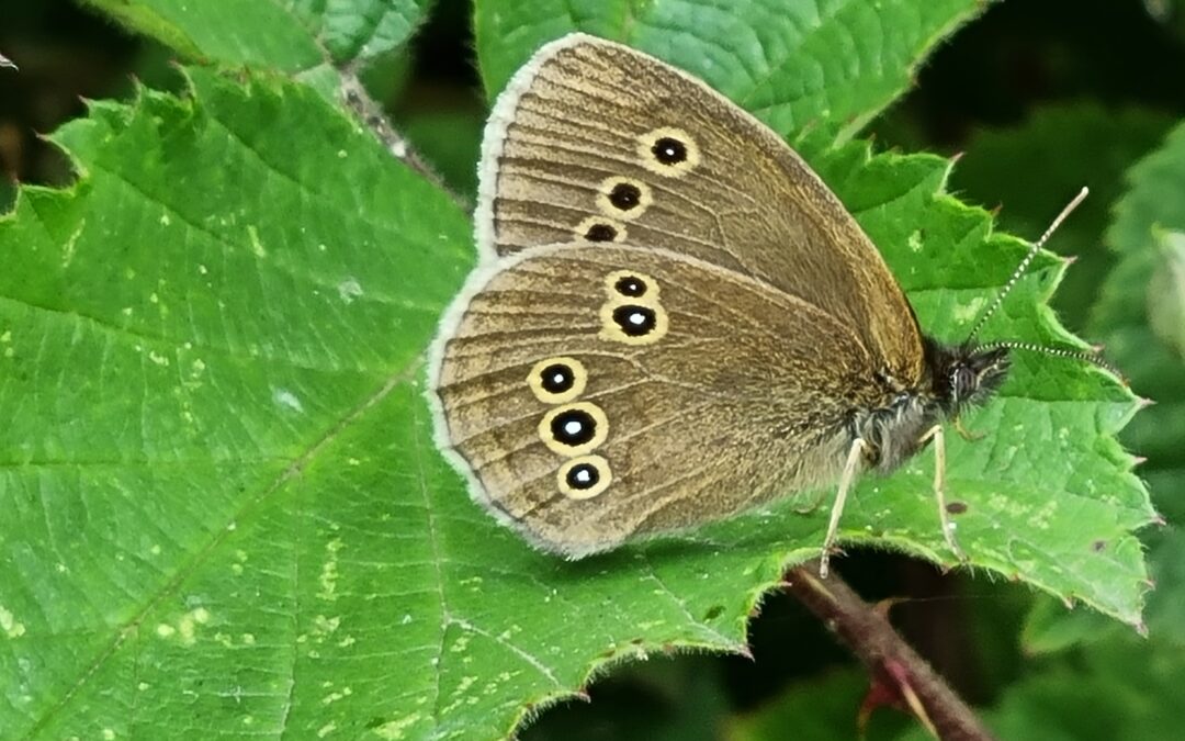 Butterflies galore at Mee’s Wood: Janet’s joyful, unscientific count