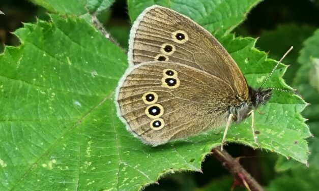 Butterflies galore at Mee’s Wood: Janet’s joyful, unscientific count
