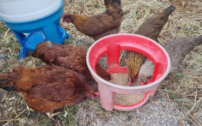 From laptop scare to countryside calm: Janet’s morning reset