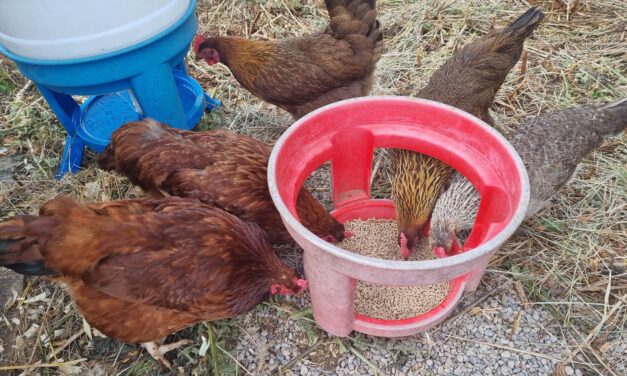 From laptop scare to countryside calm: Janet’s morning reset