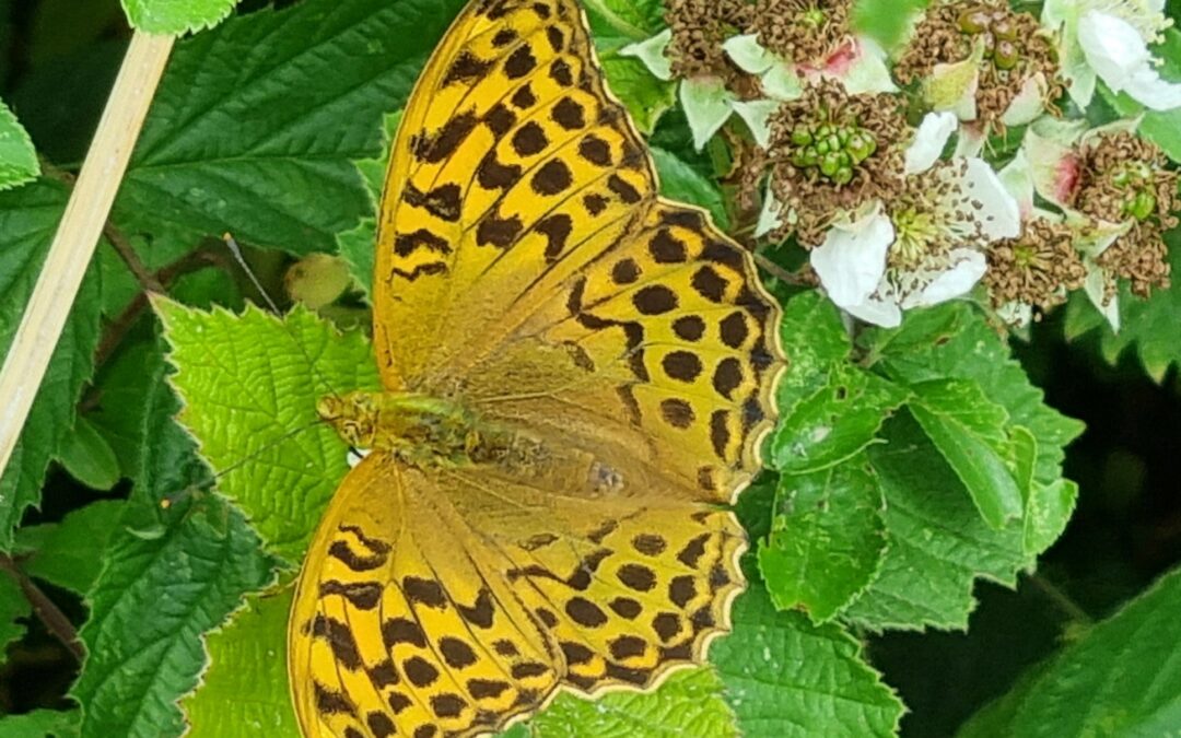 Fritillaries in flight and a family weekend at Mee’s Wood