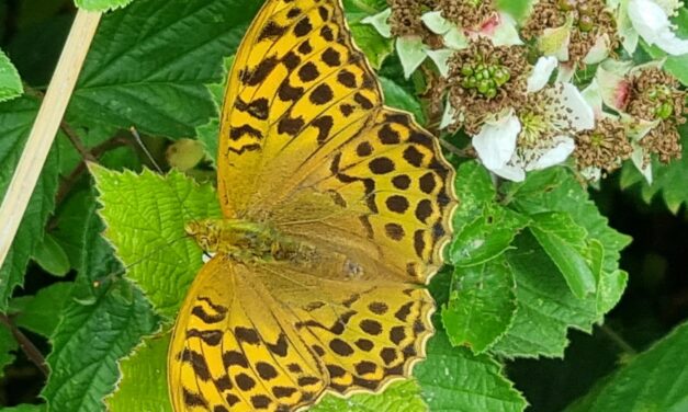 Fritillaries in flight and a family weekend at Mee’s Wood